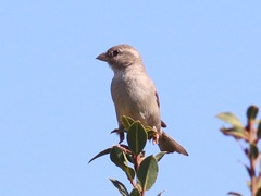 Passer domesticus