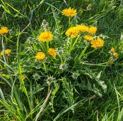 Taraxacum officinale