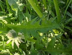 Taraxacum officinale