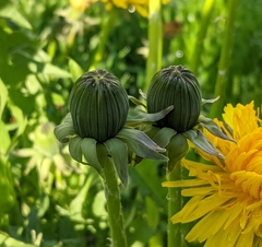 Taraxacum officinale