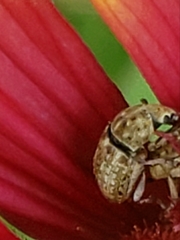 Trigonorhinus limbatus