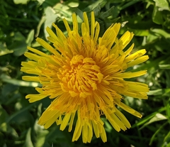 Taraxacum officinale