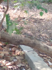 Funambulus pennantii