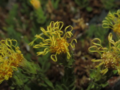 Nardophyllum genistoides