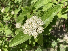 Cornus sericea occidentalis
