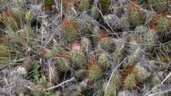 Airampoa ayrampo