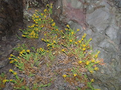 Nardophyllum genistoides