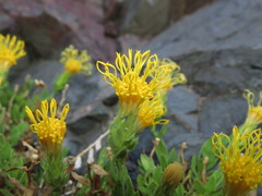 Nardophyllum genistoides