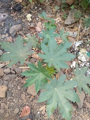Ricinus communis