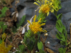 Nardophyllum genistoides