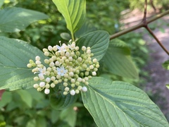 Cornus sericea occidentalis
