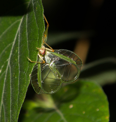 Oecanthus varicornis