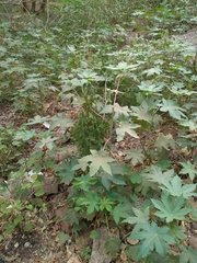 Ricinus communis