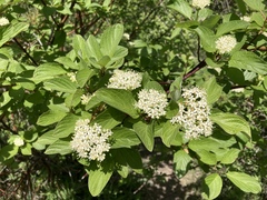 Cornus sericea occidentalis