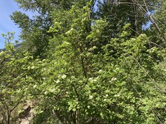 Cornus sericea occidentalis