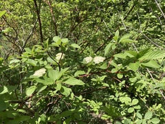 Cornus sericea occidentalis