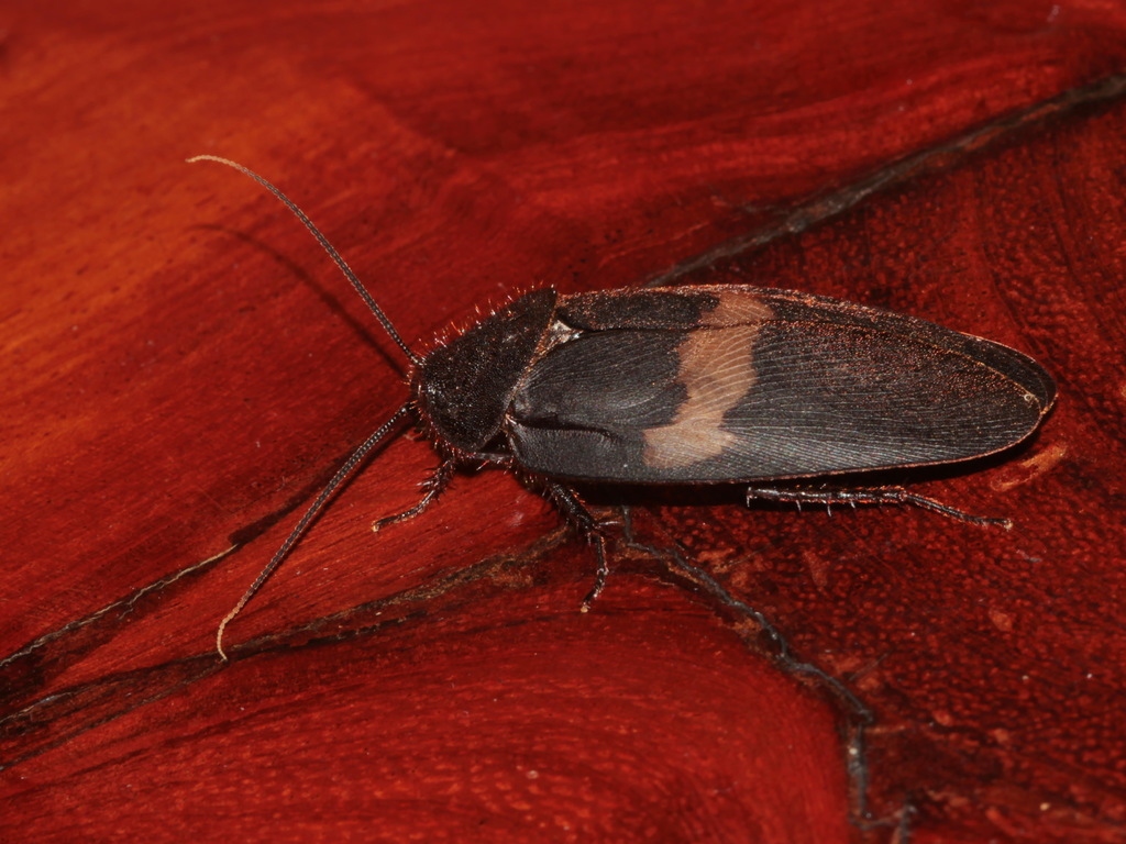 Esurulla Insect Ergaula capucina (世界蟑螂) · iNaturalist