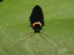 Hemithyrsocera palliata