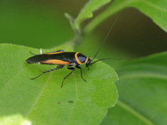 Hemithyrsocera vittata
