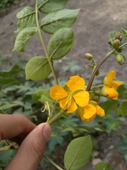 Senna occidentalis