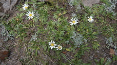 Misbrookea strigosissima