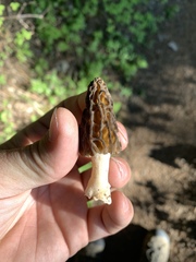 Morchella brunnea