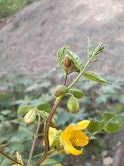 Senna occidentalis