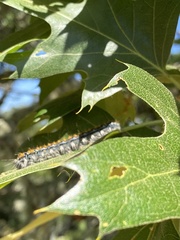 Malacosoma constricta