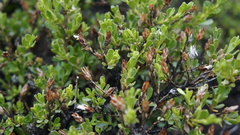 Lophopappus berberidifolius