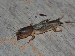 Gryllotalpa orientalis