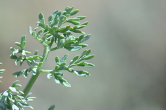 Lomatium donnellii