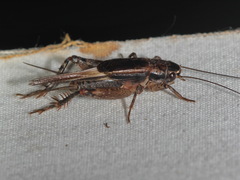 Loxoblemmus parabolicus