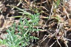 Lomatium donnellii
