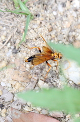 Batozonellus dorsalis