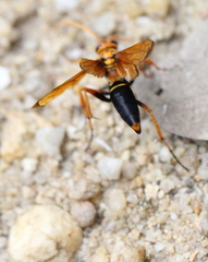 Batozonellus dorsalis