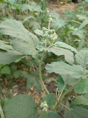 Chrozophora rottleri