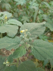 Chrozophora rottleri