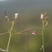 Brassicodae - Photo (c) danplant, osa oikeuksista pidätetään (CC BY-NC), lähettänyt danplant
