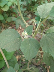 Chrozophora rottleri