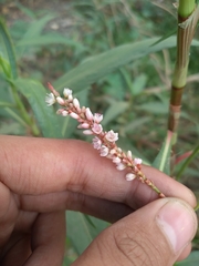 Persicaria