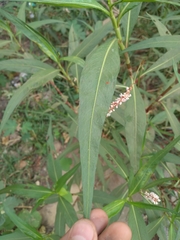 Persicaria