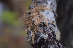 Sphaerophorus venerabilis