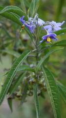 Solanum nitidum