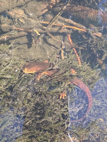 iNaturalist observation photo of Sierra Newt