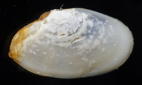 Macoploma yoldiformis, 2019-04-11