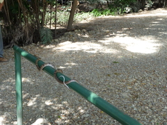 Trimorphodon quadruplex