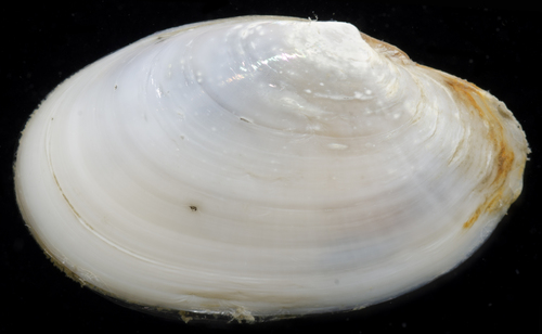 Macoploma yoldiformis, 2019-04-30