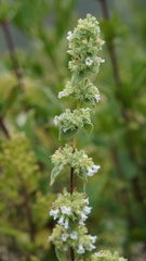 Minthostachys mollis