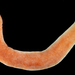 Amphiporidae - Photo (c) smithsonian_marinegeo, some rights reserved (CC BY-NC-SA), uploaded by smithsonian_marinegeo
