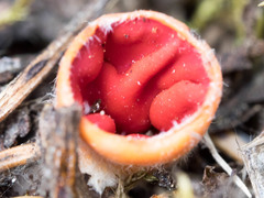 Microstoma protractum